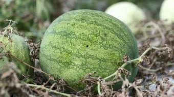 兰州吃瓜事件是什么时候,揭秘2023年度网络热议焦点