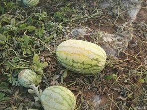 陕西理工吃瓜事件后续,真相发酵，校园舆论再掀波澜