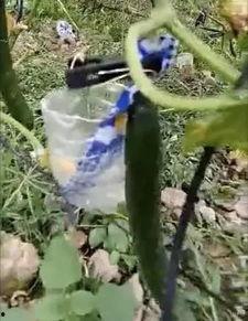 邢台南阳吃瓜事件视频,一场网络热议的真相揭秘