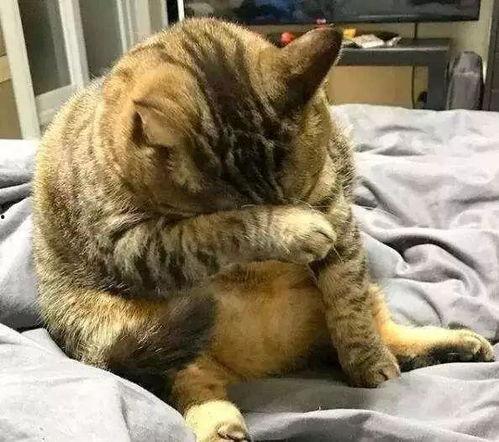 胖猫吃瓜事件图片搞笑,笑料横生，萌态十足！