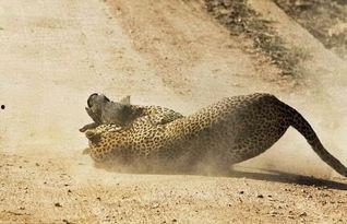 瑞豹吃瓜事件,网络舆论的狂欢与反思