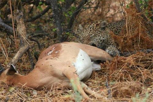 瑞豹吃瓜事件,网络舆论的狂欢与反思