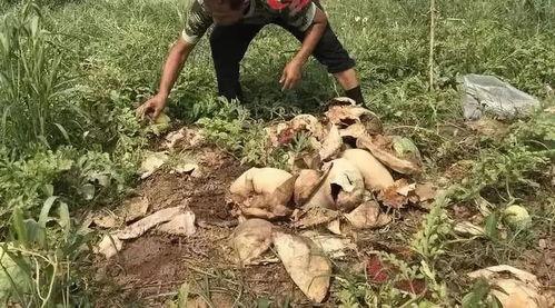 龙岩小三吃瓜事件,揭秘背后惊人真相