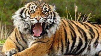 大连大虎吃瓜事件始末是什么,一场网络狂欢背后的真相与反思