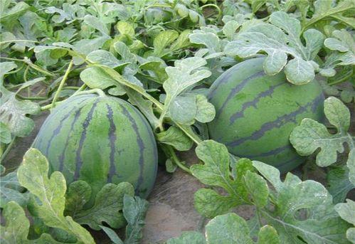 南工大事件吃瓜,揭秘校园风波背后的真相与反思