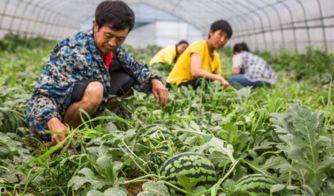 徐州睢宁吃瓜事件近期