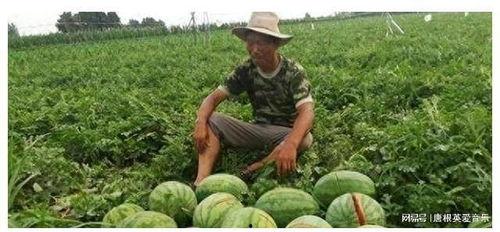 广汉吃瓜事件真相揭秘图片,真相大白，还原事件全貌