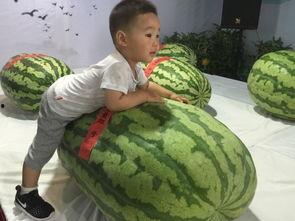 蚌埠吃瓜最新事件,揭秘背后真相与争议焦点