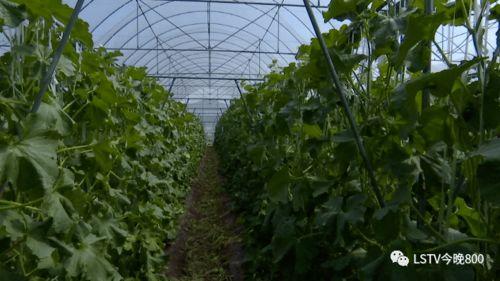 西昌最新的吃瓜事件是,揭秘背后真相与网络热议