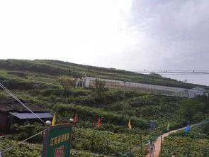 钦州灵山吃瓜事件真相揭秘,真相大白,还原事件始末