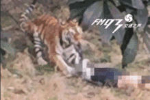 大连大虎吃瓜事件视频曝光,视频曝光引发网络热议