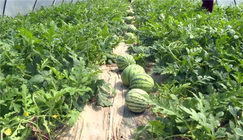 宁乡吃瓜事件最新进展,最新调查结果及后续影响揭秘