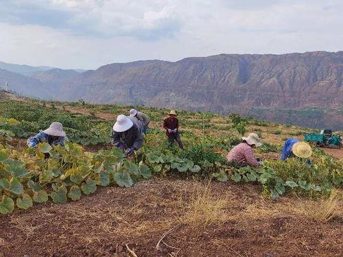 宁乡吃瓜事件最新进展,最新调查结果及后续影响揭秘
