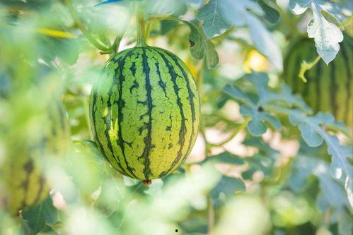 四川地方吃瓜事件视频