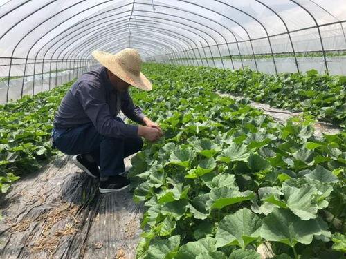 上海公园吃瓜事件,一场引发热议的公共道德风波