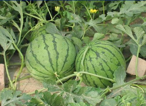 邳州近期的吃瓜事件视频,一场引发热议的网络狂欢